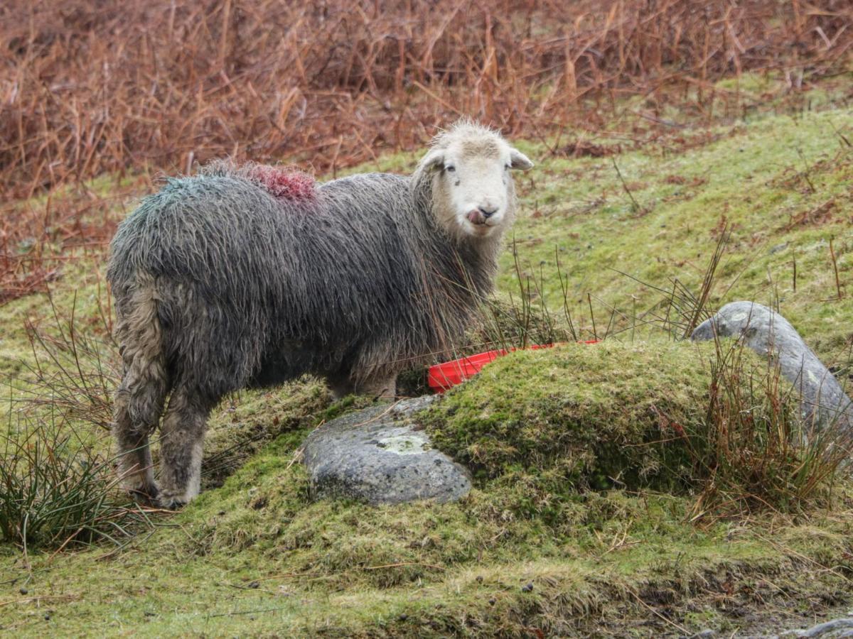 Helton Fell Lägenhet Kendal Exteriör bild